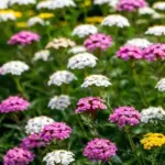 The Rat-Repelling Flowers Texas Gardeners Are Quietly Planting Around Their Beds Right Now