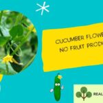 Cucumber Plants Full of Flowers but No Fruit in the Heat? Here Is What to Check Before You Feed