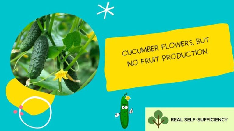 Cucumber Plants Full of Flowers but No Fruit in the Heat? Here Is What to Check Before You Feed