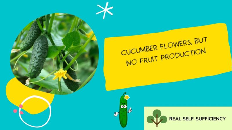 Cucumber Plants Full of Flowers but No Fruit in the Heat? Here Is What to Check Before You Feed