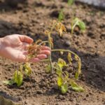 If your tomato plants stalled out in this July heat, one feeding change gets them growing again