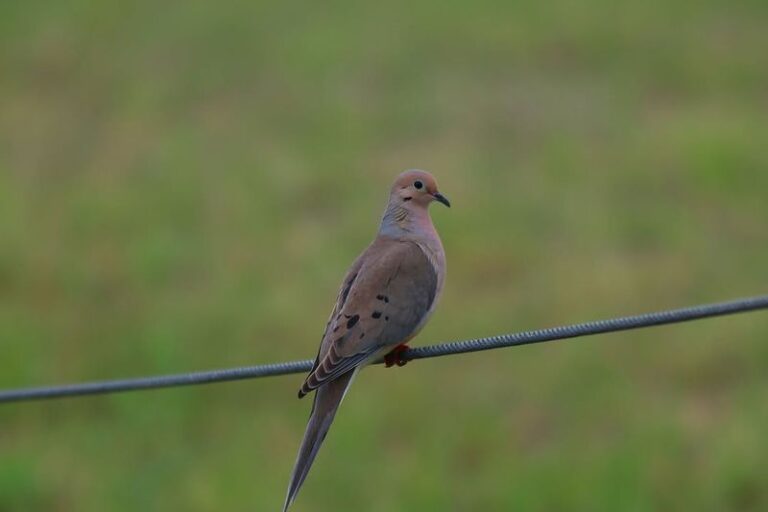 What It Really Means When a Mourning Dove Keeps Cooing in Your Texas Yard
