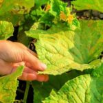 If Your Cucumber Vines Keep Yellowing in the Heat, It May Not Be Water – It May Be This Nutrient