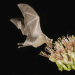 The Night-Blooming Texas Plants That Pull In Bats and Thin Out the Mosquito Swarms After Dark