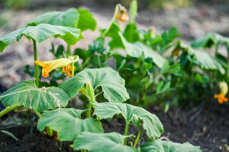 Your Zucchini Plants Are Flowering Like Crazy but You’re Not Getting a Single Squash – Here’s Why