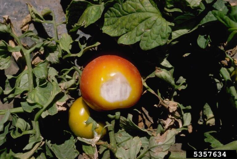Tomato Leaves Curling and Fruit Sunburning? A Recent Fertilizer Overapplication May Be One Piece of a Bigger Puzzle