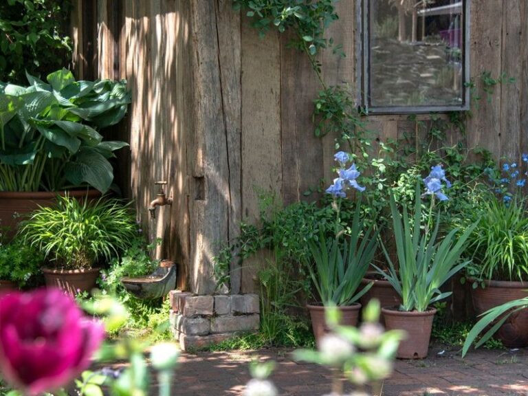 The Texas Shrubs Gardeners Are Quietly Planting Along Their Foundations to Send Rats Packing
