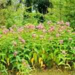 The Native Florida Plants Worth Getting in the Ground This Week While the Rain Waters Them
