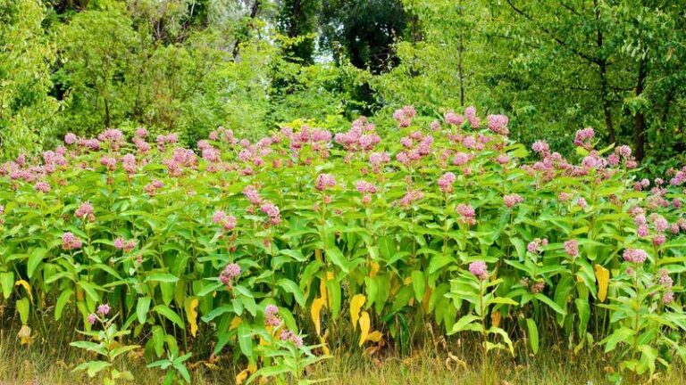 The Native Florida Plants Worth Getting in the Ground This Week While the Rain Waters Them