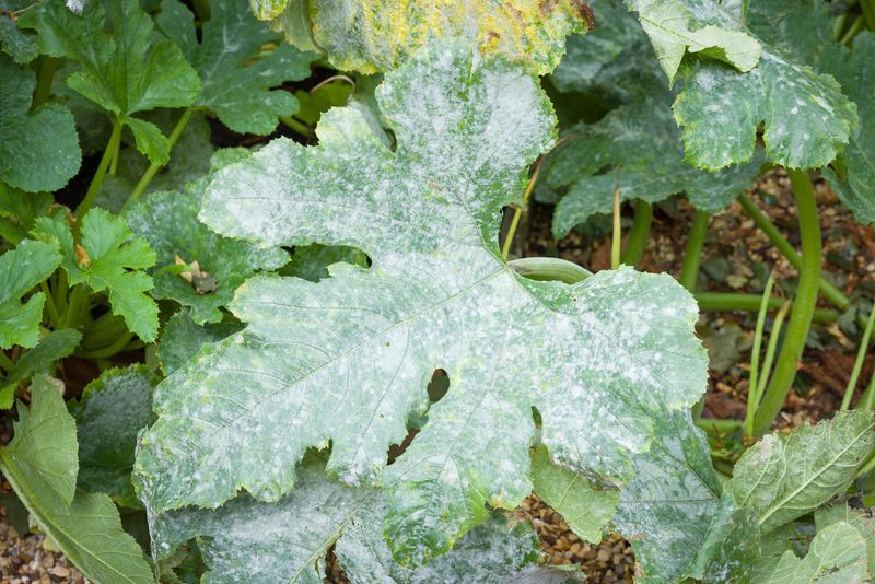 If Your Squash Leaves Turn Powdery White in Late Summer, This One Airflow Fix Slows It Down