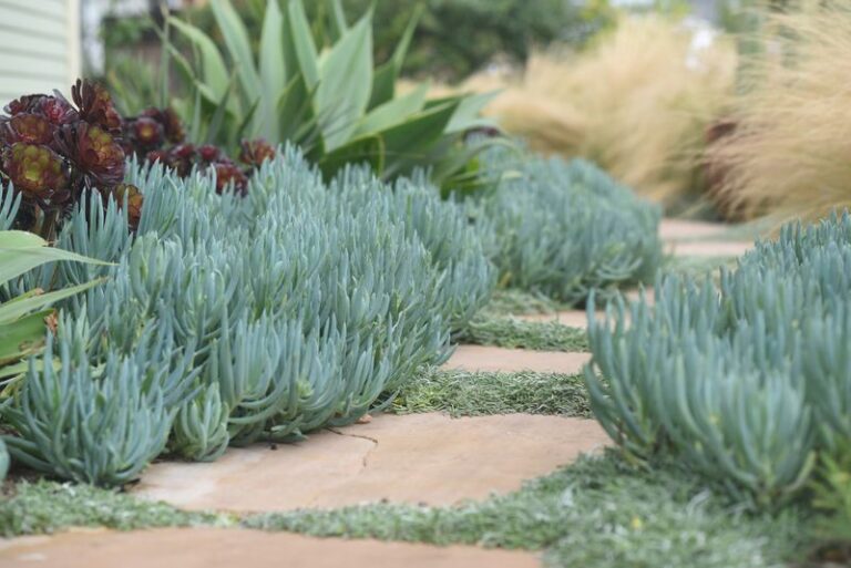 The Fire-Resistant California Groundcovers Homeowners Are Laying Down Instead of Bark Mulch