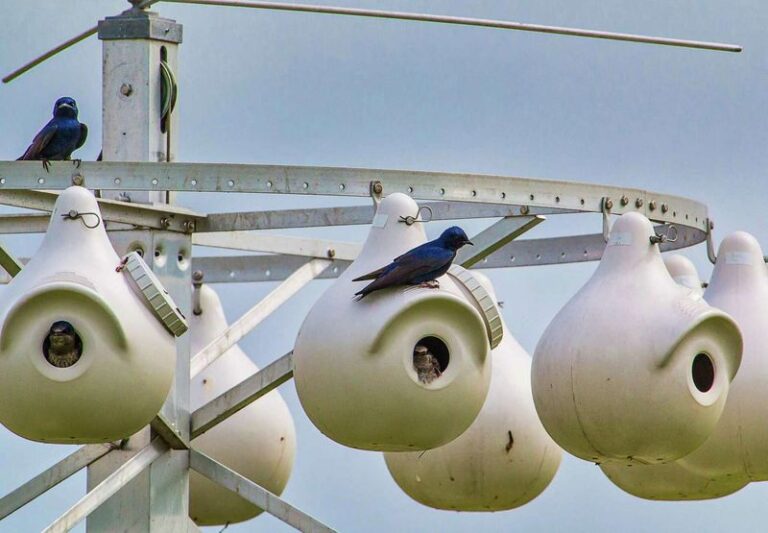 More Purple Martins Nesting Over Your Texas Yard Means Fewer Mosquitoes All Summer – Here’s What Draws Them In
