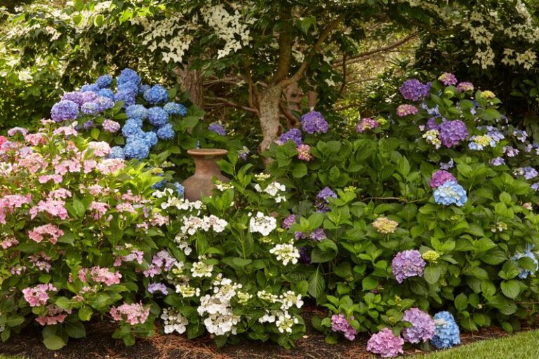 Do Hydrangeas Really Bloom All Summer? Only If You Get These 16 Things Right