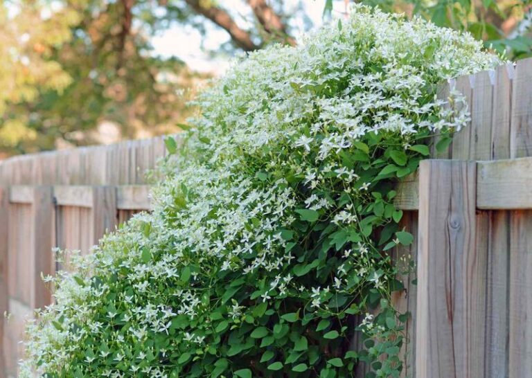 The Climbing Plants That Turn a Bare Texas Fence Into a Living Wall in a Single Season