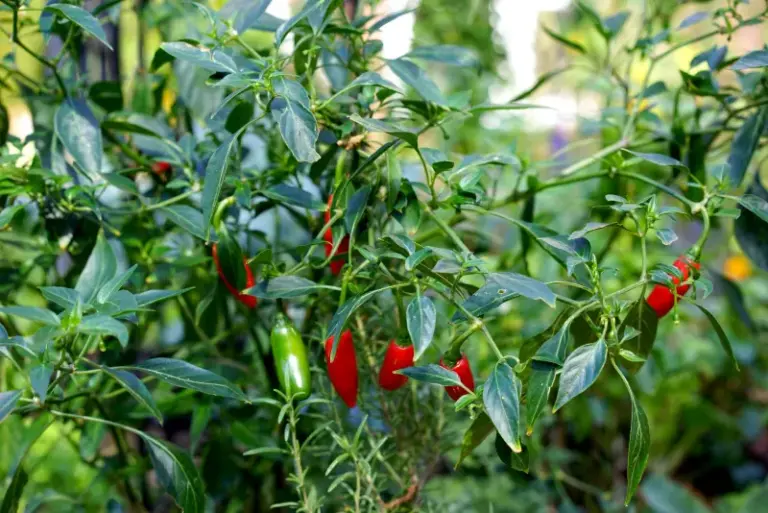 If your pepper plants keep dropping their blossoms in this August heat, one watering habit usually starts it