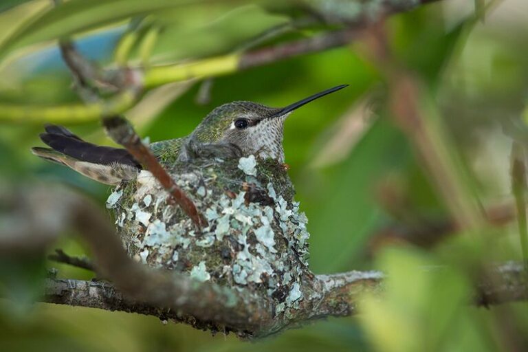 What it means when a hummingbird builds its walnut-sized nest in your California yard, and why you shouldn’t touch it