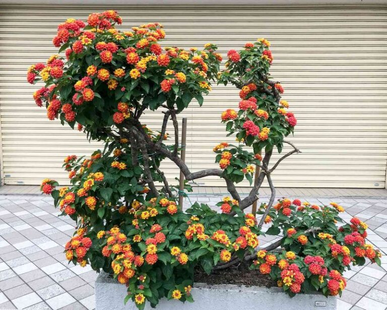 The Patio Container Plant That Still Looks Full and Fresh When the Texas Sun Turns Brutal