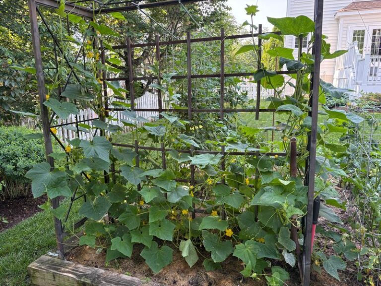 If your cucumber vines stall out in this heat, one thing in the watering can gets them climbing again