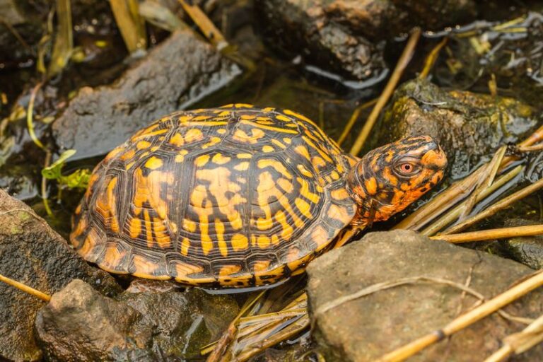 What It Really Means When Box Turtles Keep Showing Up in Your North Carolina Garden Beds and Why You Want Them Eating the Pests There