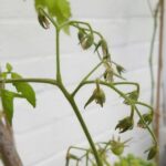 If your tomato leaves are still green but not one flower sets in this heat, the trouble starts before the buds form