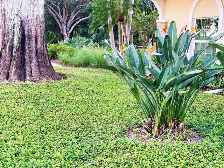 10 Florida Ground Covers That Fill Bare Spots and Choke Out Weeds on Almost No Water
