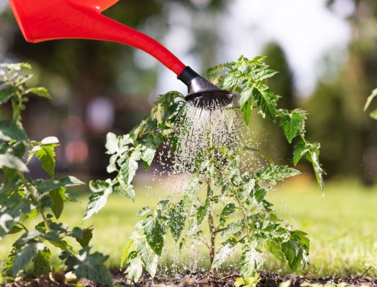 Water Your Tomatoes This Way in the Heat and You’ll Pull the Biggest Harvest Yet