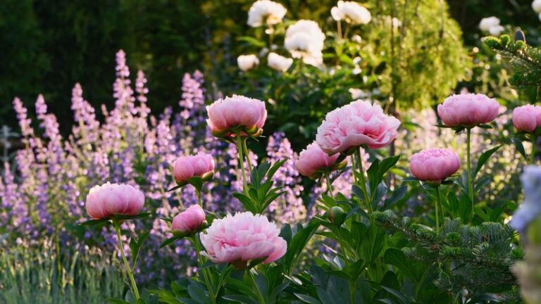 The Low-Maintenance Herb That Quietly Helps Your Peonies Thrive Right Beside Them