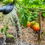 If Your Tomatoes Split Open Right After Watering, One Timing Fix Stops the Cracking