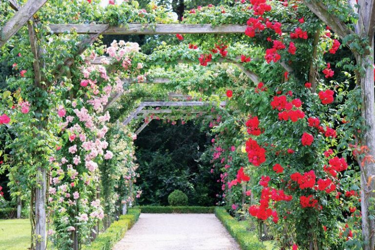 The Florida wooden trellises that warp and rot every summer, and the native vines that hold their own instead
