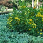 The One Native Texas Shrub That Blooms All Summer While You Practically Ignore It