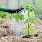 Watering Your Tomatoes Every Day Is Quietly Shrinking Your Harvest — Here’s What to Do Instead