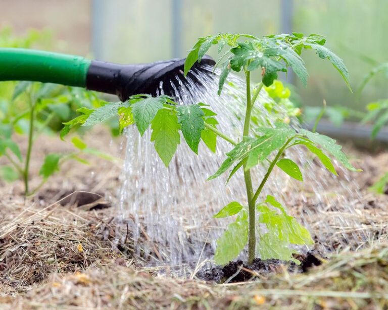 Watering Your Tomatoes Every Day Is Quietly Shrinking Your Harvest — Here’s What to Do Instead