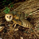 Florida Plants That Support Barn-Owl Habitat – and What Owls Can and Cannot Do for Lawn Pests