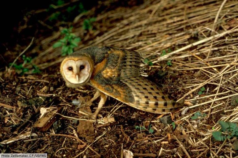Florida Plants That Support Barn-Owl Habitat – and What Owls Can and Cannot Do for Lawn Pests