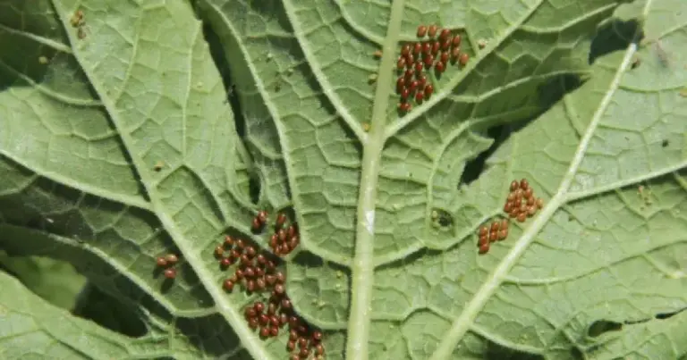 Your Squash Leaves Are Wilting and Speckled – Squash Bug Eggs Under the Leaves May Be an Early Warning Sign