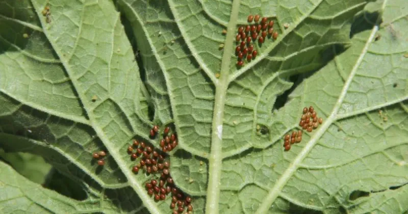 Your Squash Leaves Are Wilting and Speckled – Squash Bug Eggs Under the Leaves May Be an Early Warning Sign