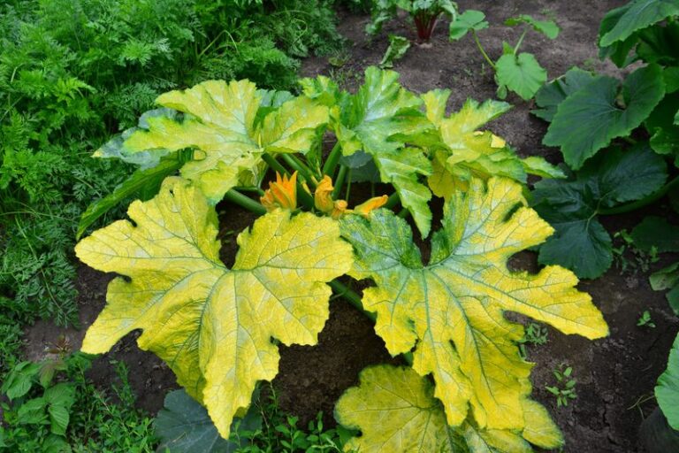 If your zucchini leaves turn mottled and pale in this heat, the trouble usually rode in on the bugs first