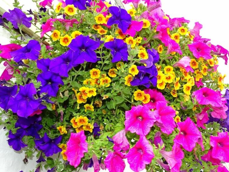 Your Calibrachoa Basket Looks Thin Instead of Full — Here’s the One Habit Behind It