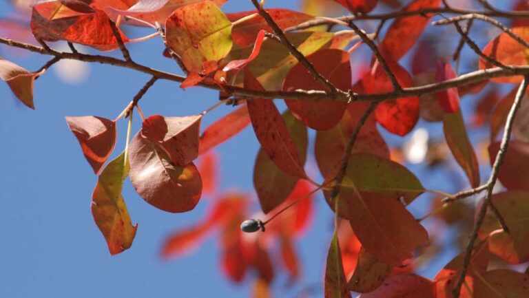 7 Native North Carolina Trees That Beat Crape Myrtle for Color and Pollinators