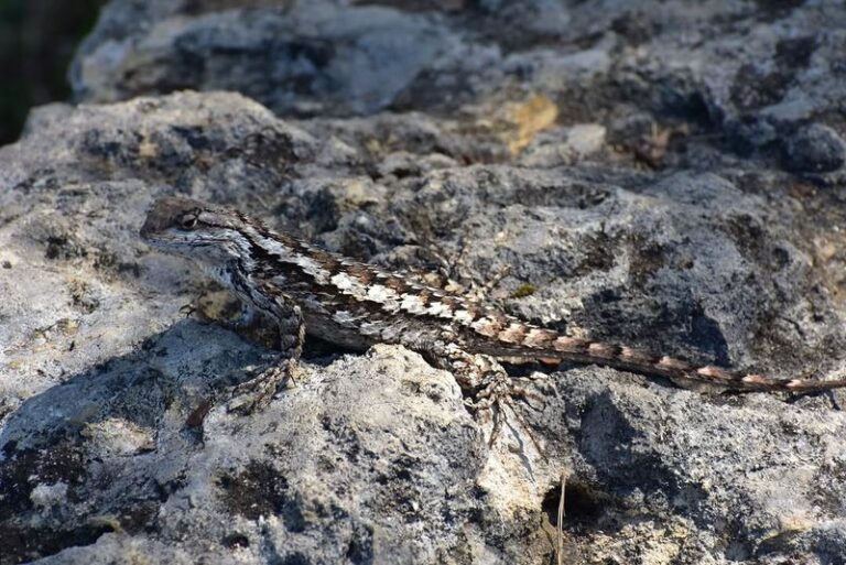 Do Texas Spiny Lizards on Your Fence Actually Mean Fewer Ticks in Your Yard?