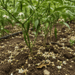 Why Your Pepper Plants Are Bushy but Dropping Every Flower: Midsummer Heat Is Often the First Place to Look