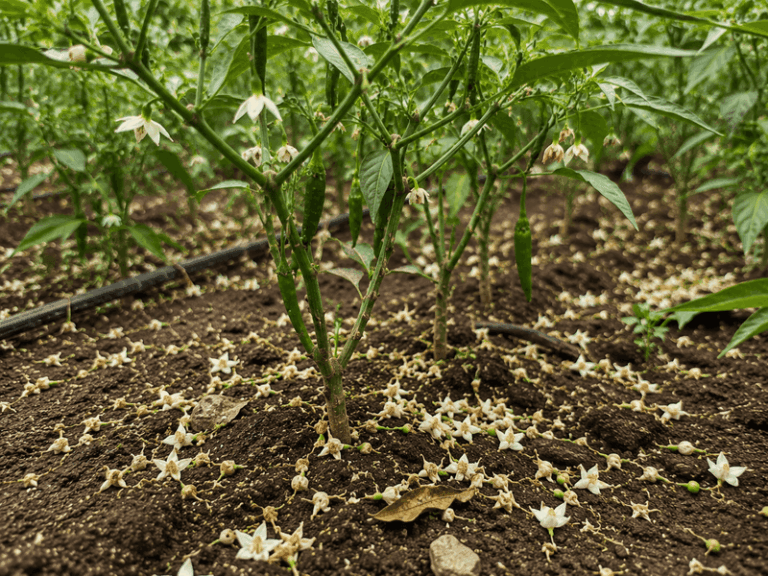 Why Your Pepper Plants Are Bushy but Dropping Every Flower: Midsummer Heat Is Often the First Place to Look