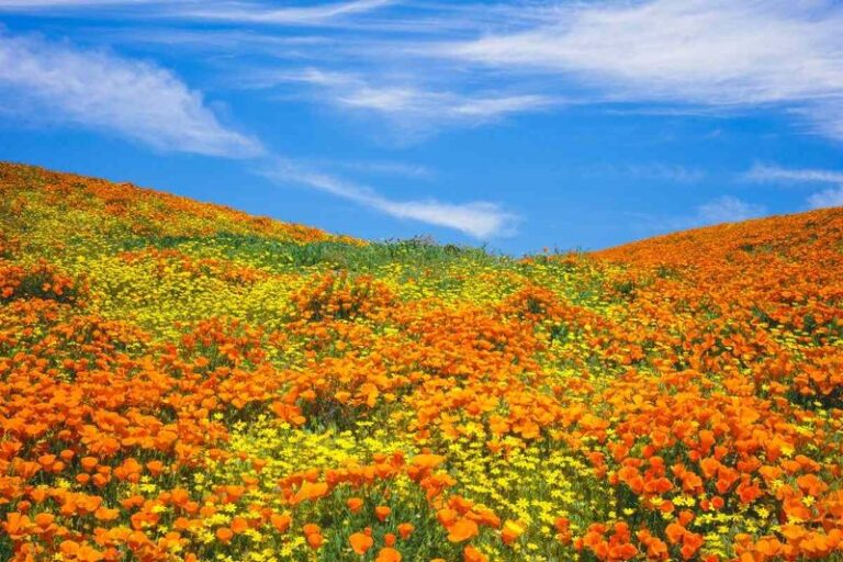 The California native groundcovers that replace thirsty lawn on slopes and green up without a single summer watering