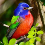 The Florida Native Flowering Vines That Cover a Fence and Pull In Painted Buntings