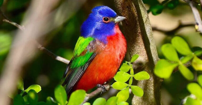 The Florida Native Flowering Vines That Cover a Fence and Pull In Painted Buntings