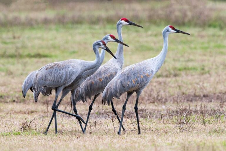 8 Florida Plants That Bring Sandhill Cranes Into Your Yard and Put the Bug Population on Notice