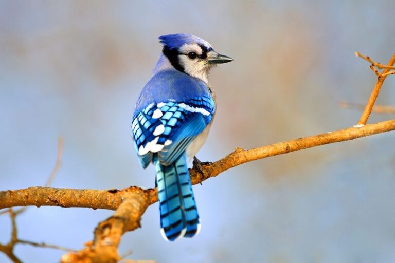 What It Really Means When Blue Jays Keep Screaming From Your Florida Oak Every Morning
