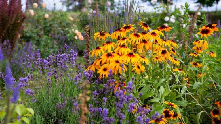 16 Perennials That Bloom Twice as Long When You Deadhead Them, and What Happens the Year You Skip It