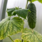 If Your Cucumber Leaves Turn Yellow in Midsummer Heat, One Feeding Fix Greens Them Back Up