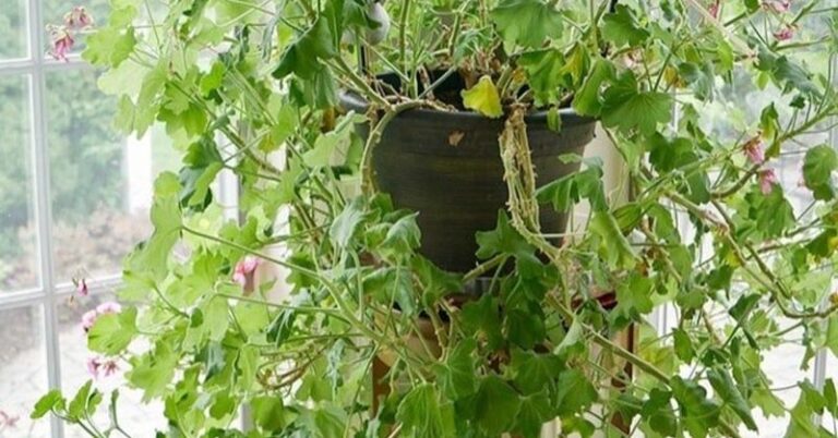 If Your Geraniums Are All Leaves and No Flowers, This One Trick Turns It Around